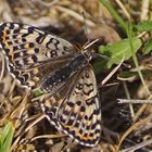 Roter Scheckenfalter (Melitaea didyma), Weibchen