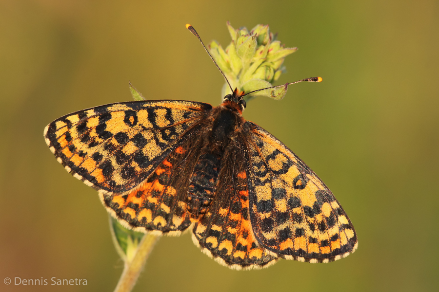 Roter Scheckenfalter (Melitaea didyma) Weibchen