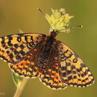 Roter Scheckenfalter (Melitaea didyma) Weibchen