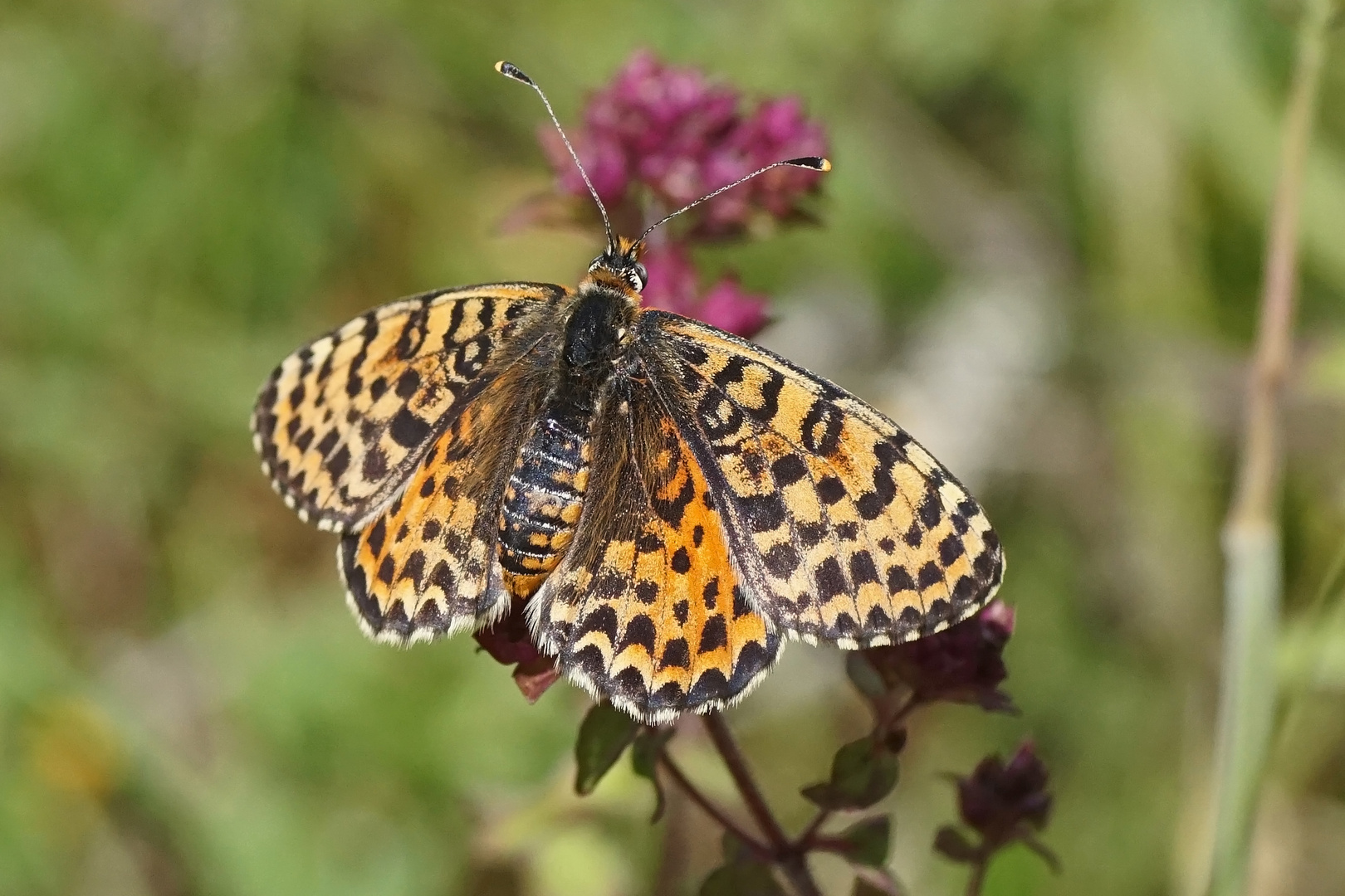 Roter Scheckenfalter (Melitaea didyma), Weibchen