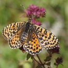 Roter Scheckenfalter (Melitaea didyma), Weibchen