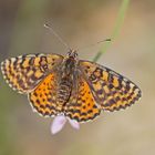 Roter Scheckenfalter (Melitaea didyma), Weibchen.