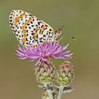 Roter Scheckenfalter (Melitaea didyma), Weibchen