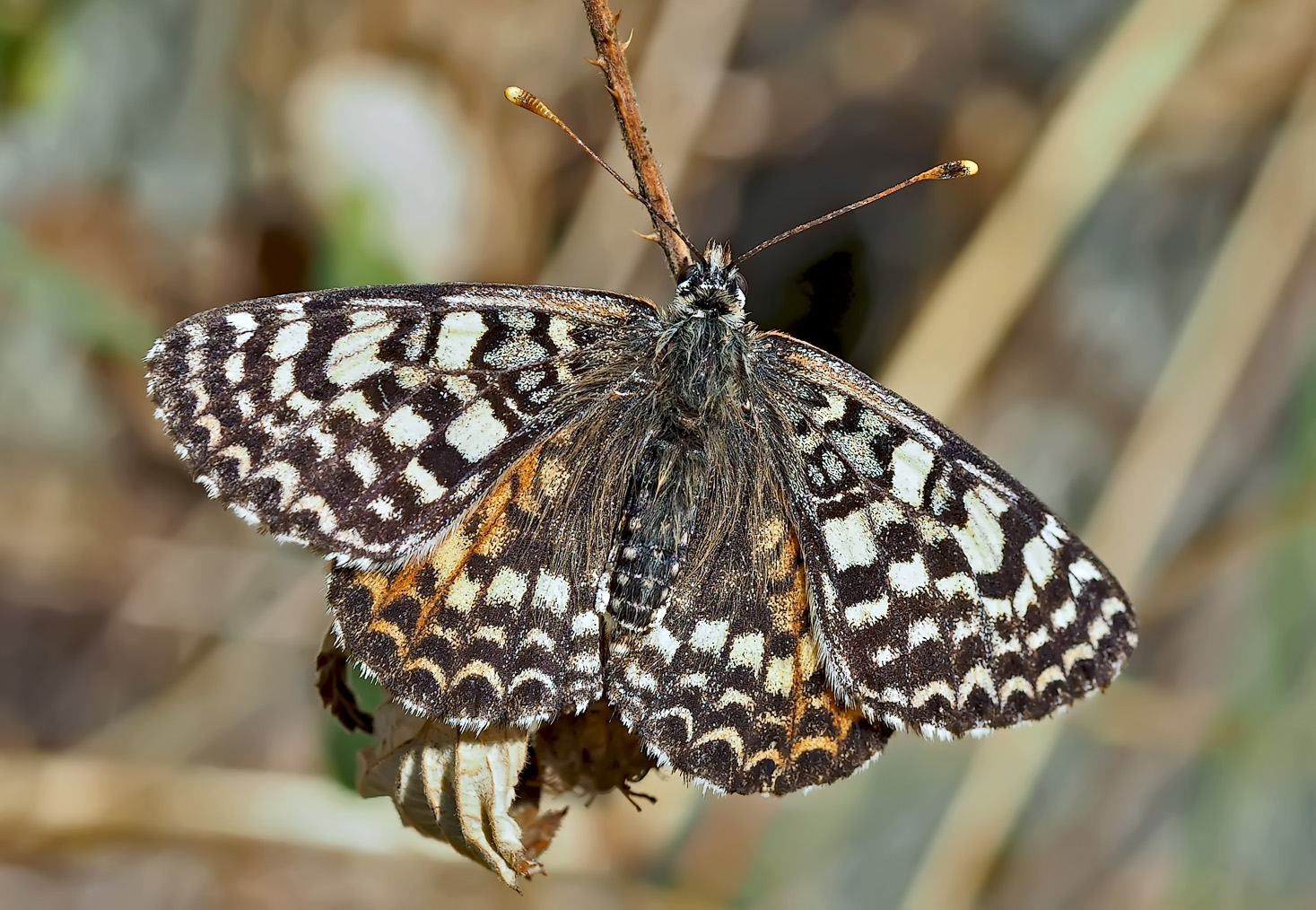 Roter Scheckenfalter (Melitaea didyma), Weibchen. - La femelle de la Mélitée orangée.