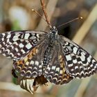 Roter Scheckenfalter (Melitaea didyma), Weibchen. - La femelle de la Mélitée orangée.