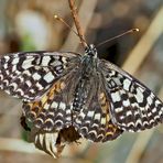 Roter Scheckenfalter (Melitaea didyma), Weibchen. - La femelle de la Mélitée orangée.