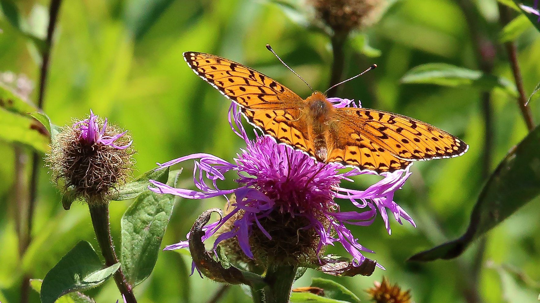 Roter Scheckenfalter-Miletaea didyma  männlich aber...