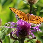 Roter Scheckenfalter-Miletaea didyma  männlich aber...