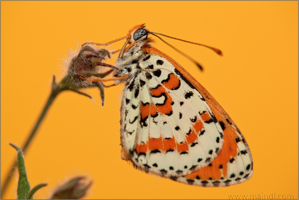 Roter Scheckenfalter (Militaea didyma)