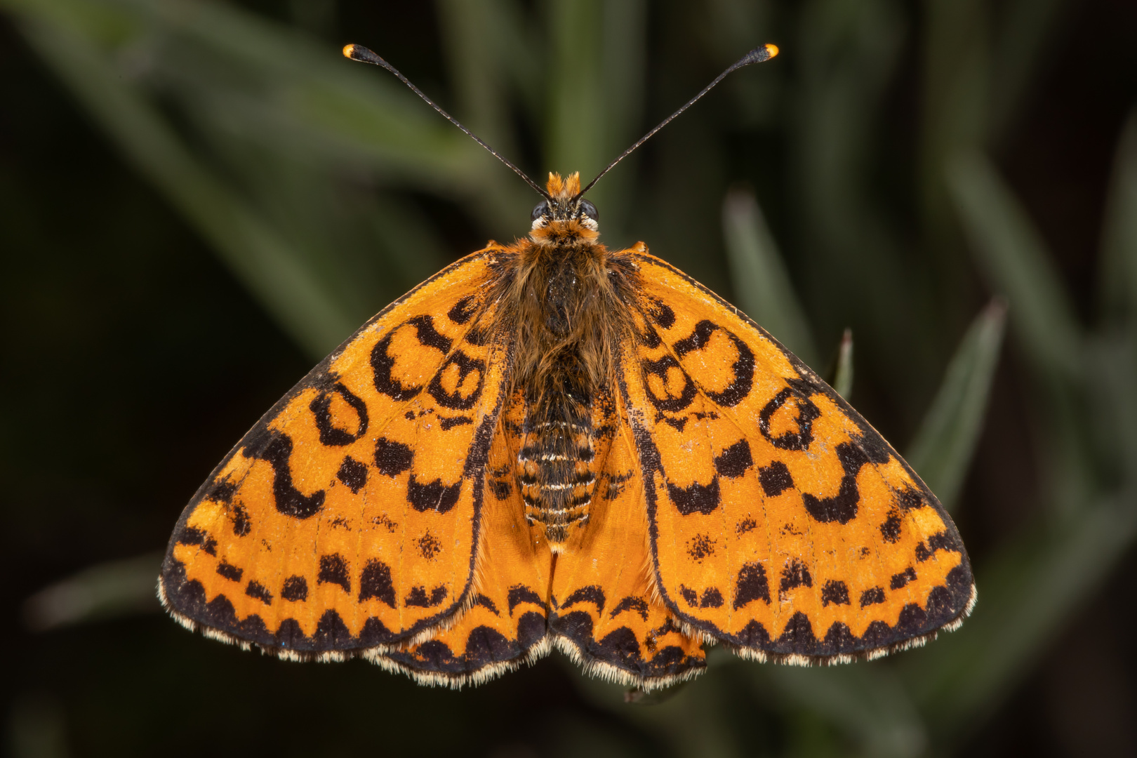 Roter Scheckenfalter oder Red-spotted Fritillary (Melitaea didyma)