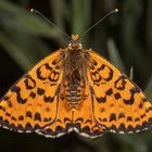 Roter Scheckenfalter oder Red-spotted Fritillary (Melitaea didyma)