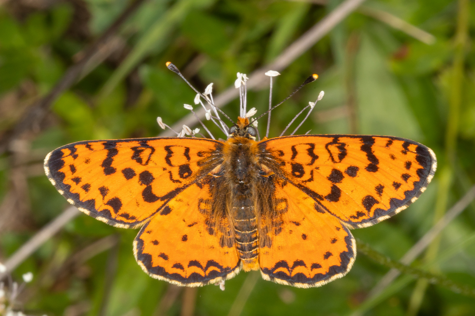 Roter Scheckenfalter oder Red-spotted Fritillary (Melitaea didyma)