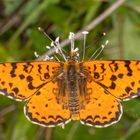 Roter Scheckenfalter oder Red-spotted Fritillary (Melitaea didyma)