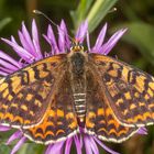 Roter Scheckenfalter oder Red-spotted Fritillary (Melitaea didyma)