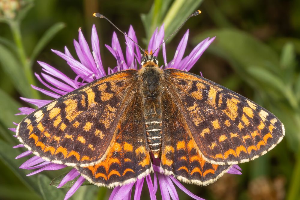 Roter Scheckenfalter oder Red-spotted Fritillary (Melitaea didyma)