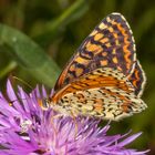 Roter Scheckenfalter oder Red-spotted Fritillary (Melitaea didyma)