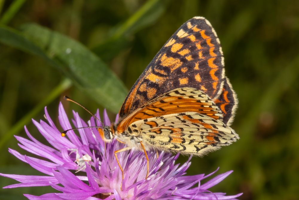 Roter Scheckenfalter oder Red-spotted Fritillary (Melitaea didyma)