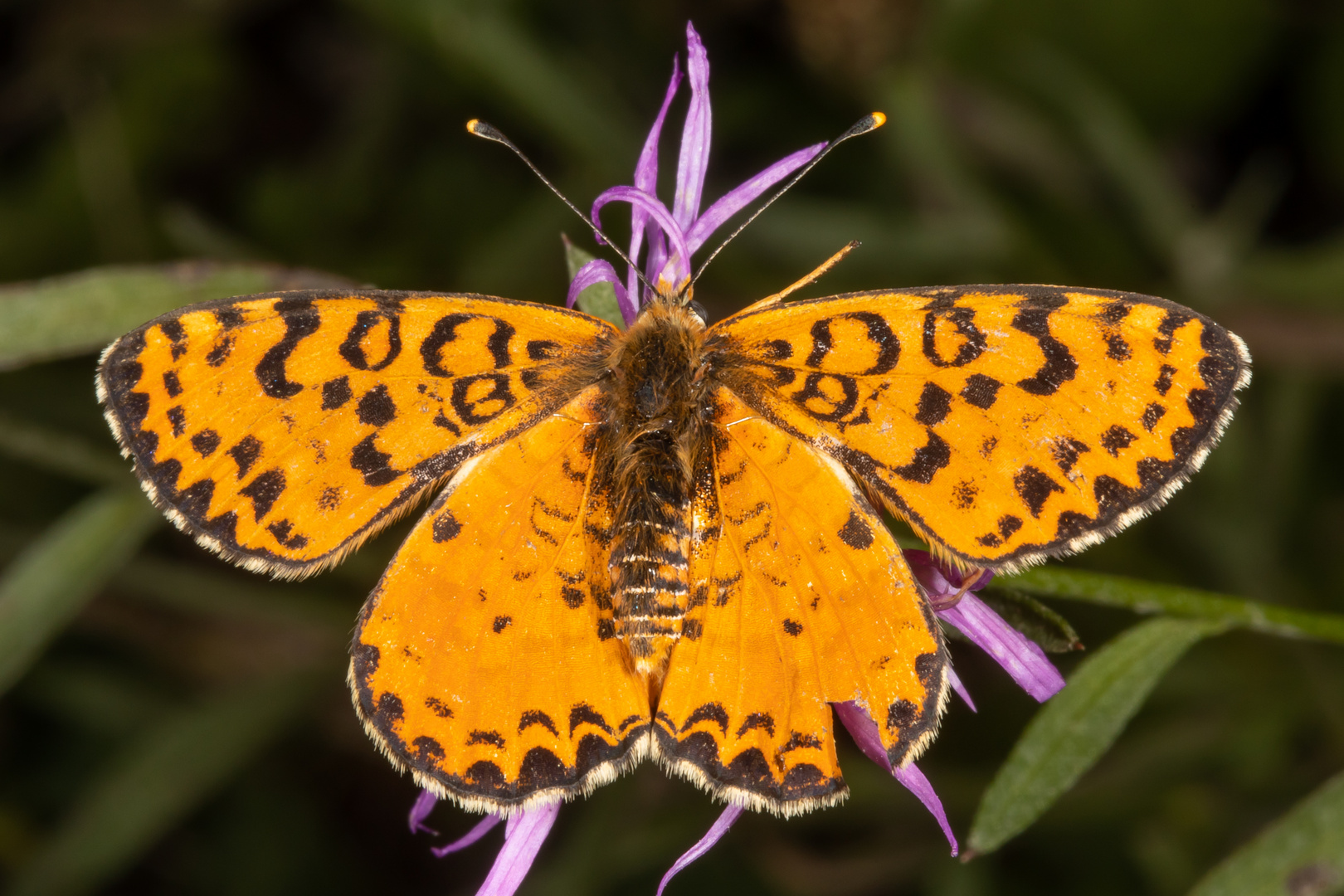 Roter Scheckenfalter oder Red-spotted Fritillary (Melitaea didyma)