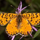Roter Scheckenfalter oder Red-spotted Fritillary (Melitaea didyma)