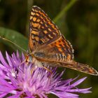 Roter Scheckenfalter oder Red-spotted Fritillary (Melitaea didyma)