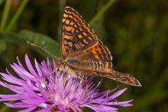 Roter Scheckenfalter oder Red-spotted Fritillary (Melitaea didyma)