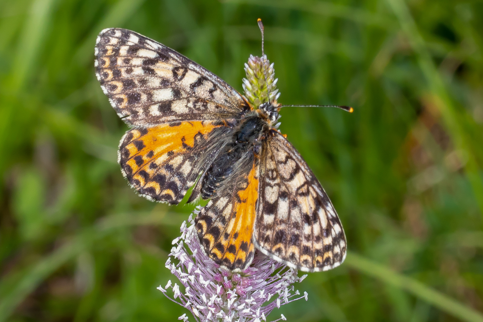 Roter Scheckenfalter oder Red-spotted Fritillary (Melitaea didyma)