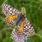 Roter Scheckenfalter oder Red-spotted Fritillary (Melitaea didyma)