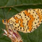 Roter Scheckenfalter oder Red-spotted Fritillary (Melitaea didyma)