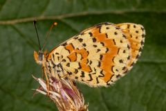 Roter Scheckenfalter oder Red-spotted Fritillary (Melitaea didyma)