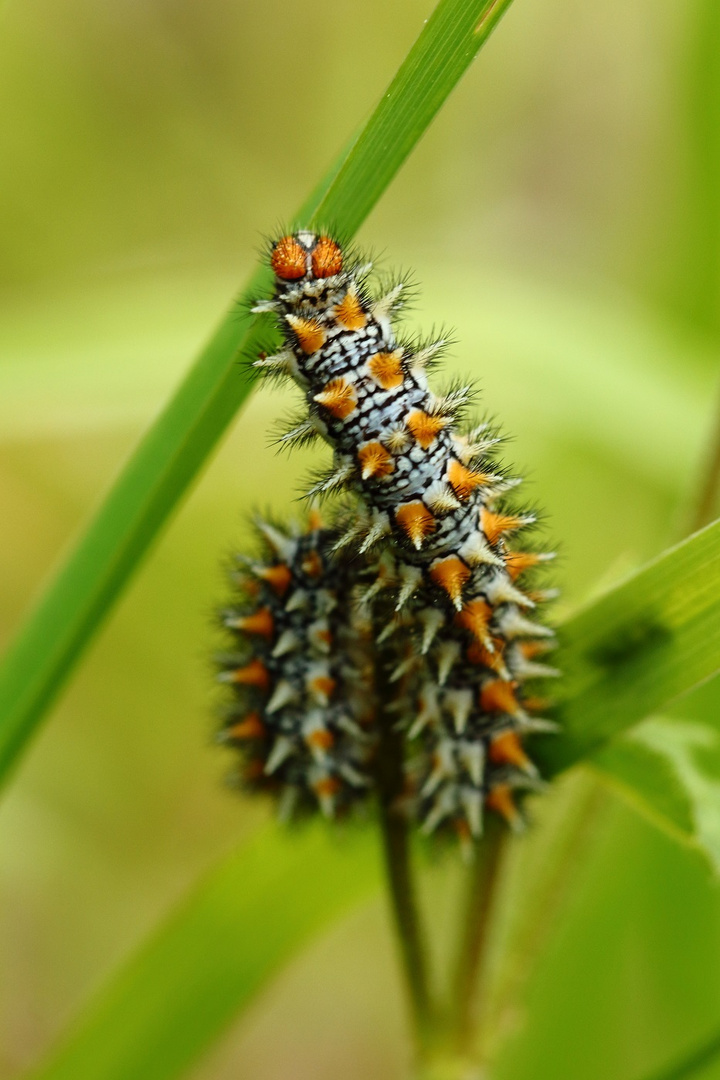  Roter Scheckenfalter - Raupe (Melitaea didyma)