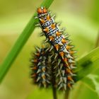  Roter Scheckenfalter - Raupe (Melitaea didyma)