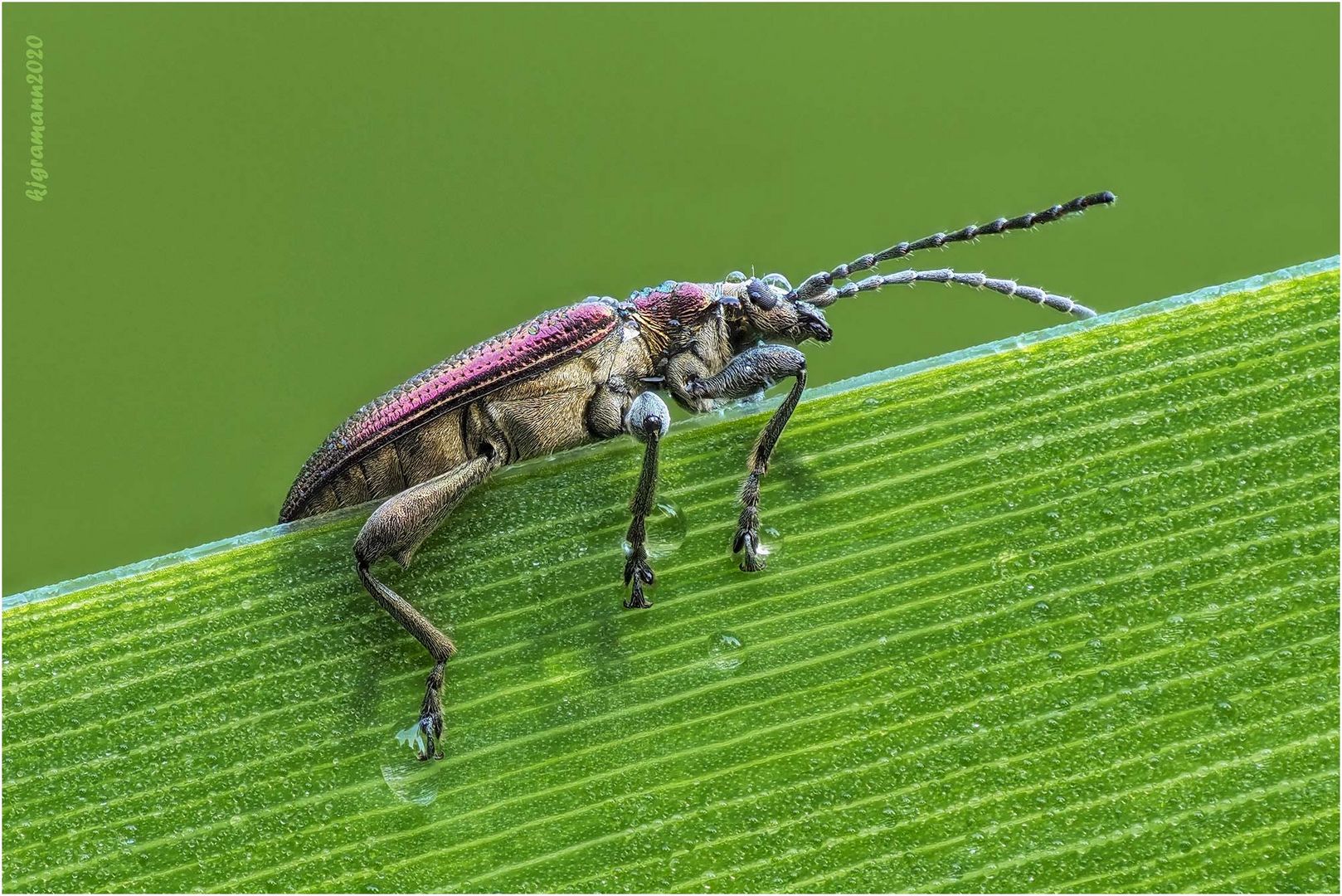 roter schilfkäfer (donacia aquatica)....