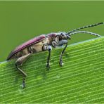 roter schilfkäfer (donacia aquatica)....