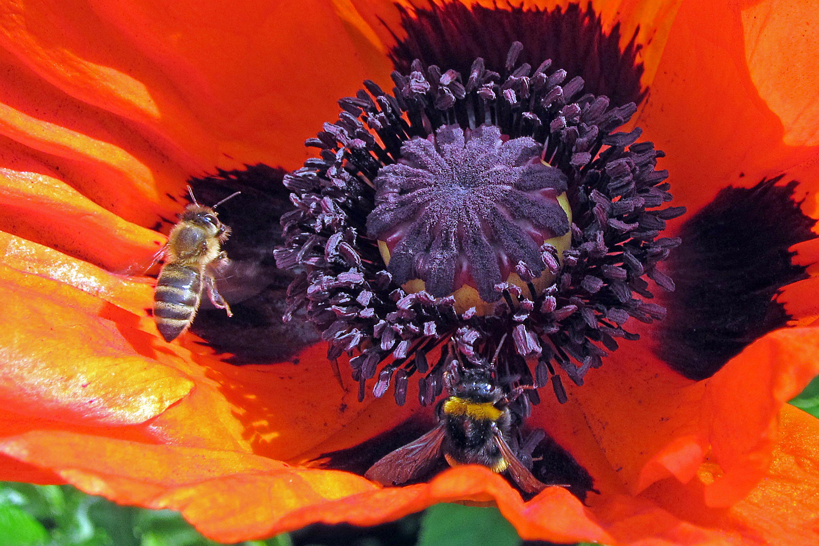 Roter Schlafmohn mit Hummel und Biene