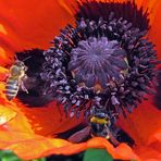 Roter Schlafmohn mit Hummel und Biene