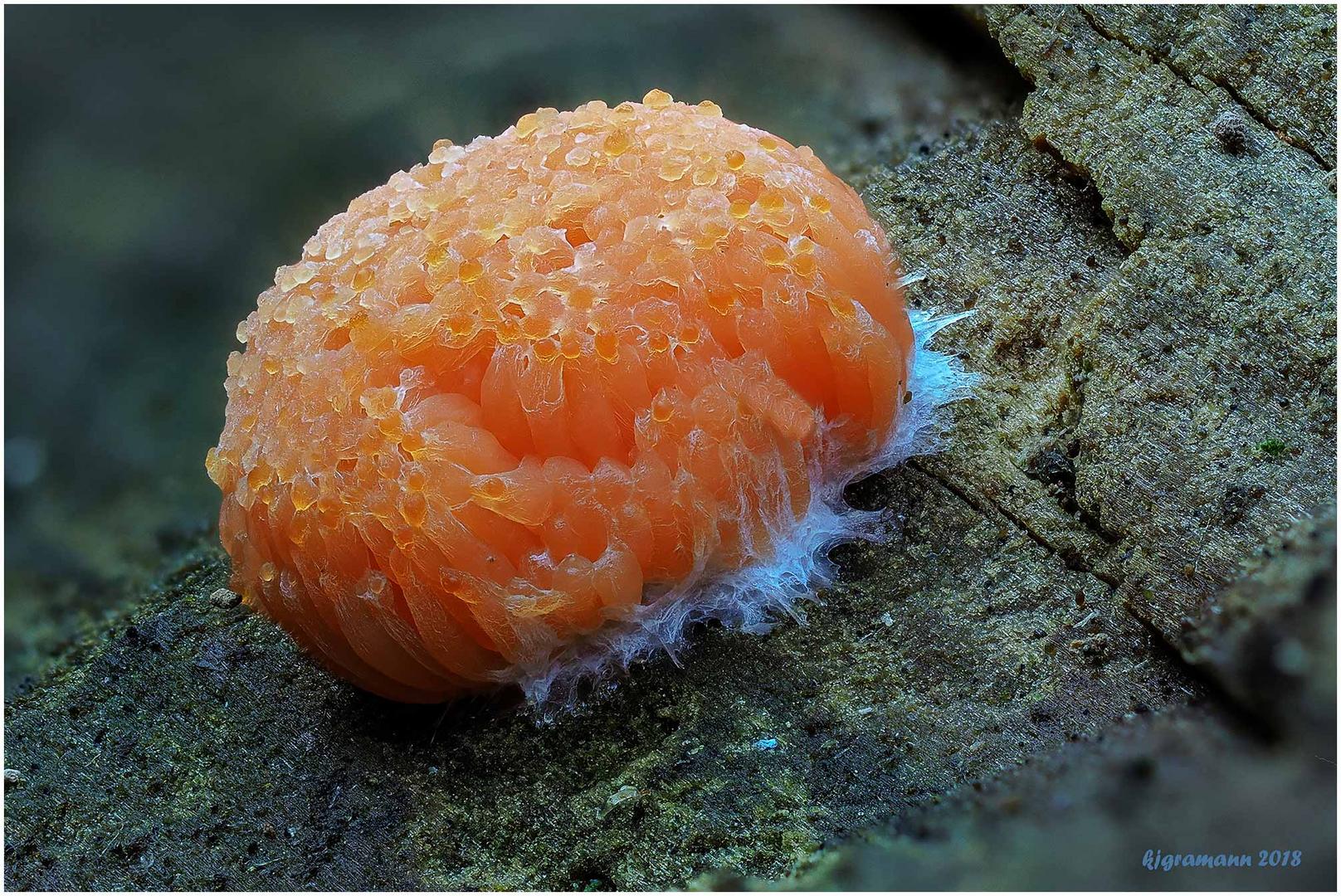 roter schleimpilz (tubifera ferruginosa)......