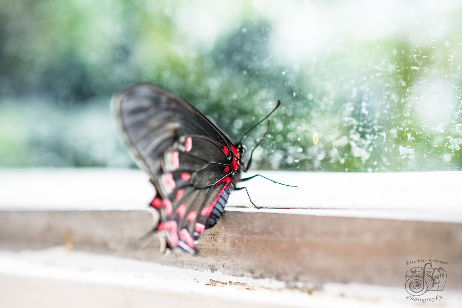 Roter Schmetterling 