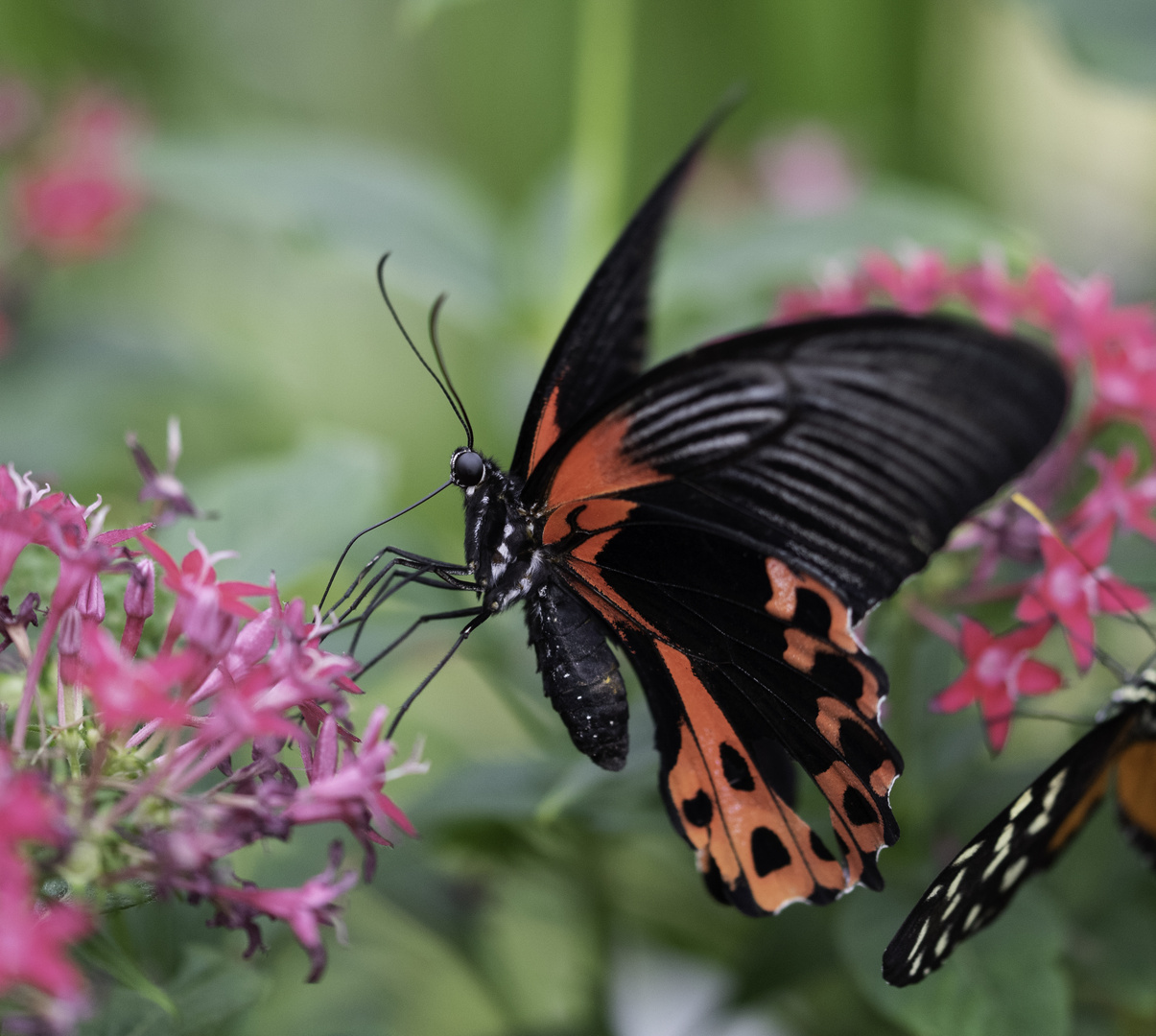 Roter Schmetterling