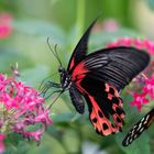 Roter Schmetterling