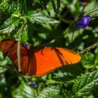 roter Schmetterling