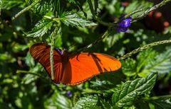 roter Schmetterling