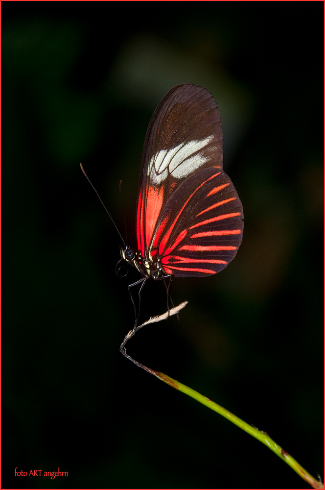 Roter Schmetterling / Doris Falter