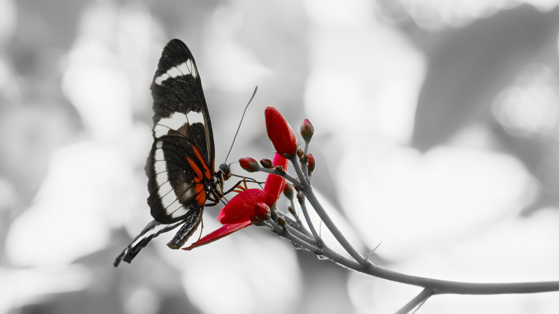 Roter Schmetterling