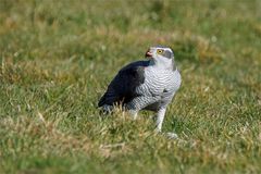 Roter Schnabel - Taubenblut - Habicht (Accipiter gentilis)