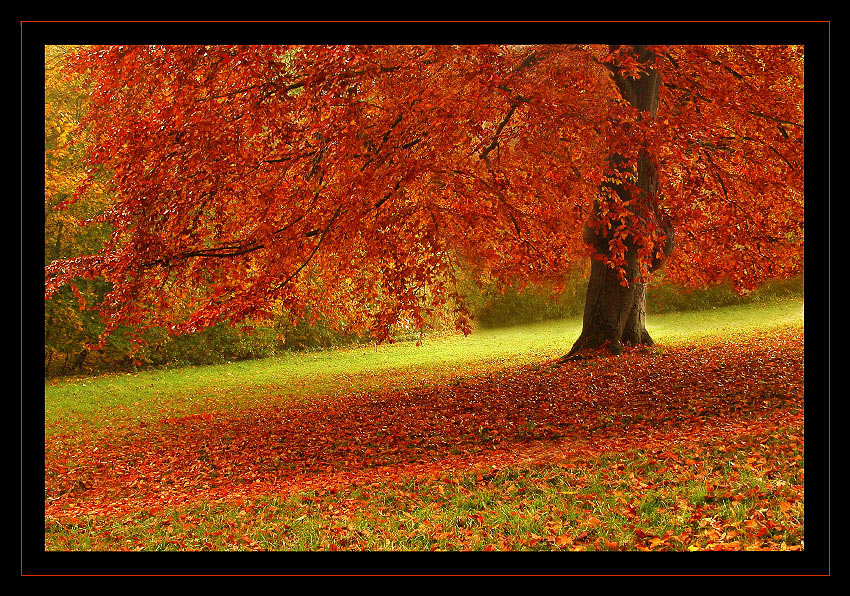 ~ Roter Schnee ~