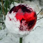 Roter Schneeball