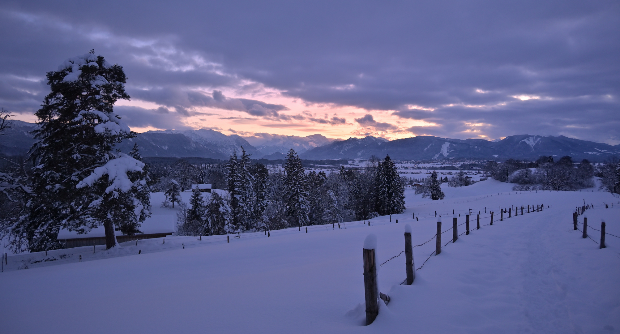 roter Schneeglanz