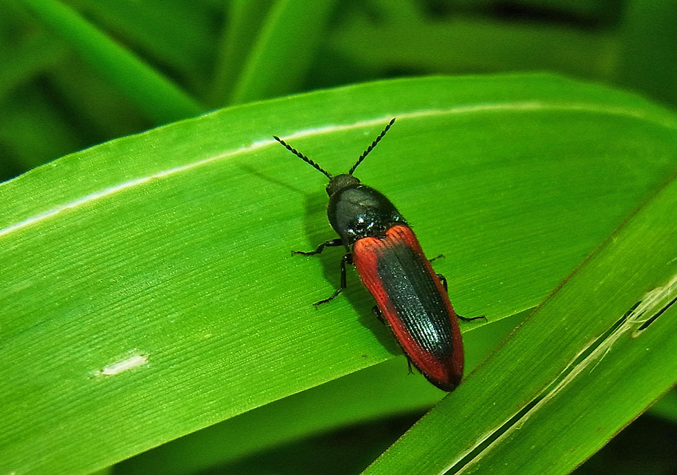 Roter Schnellkäfer