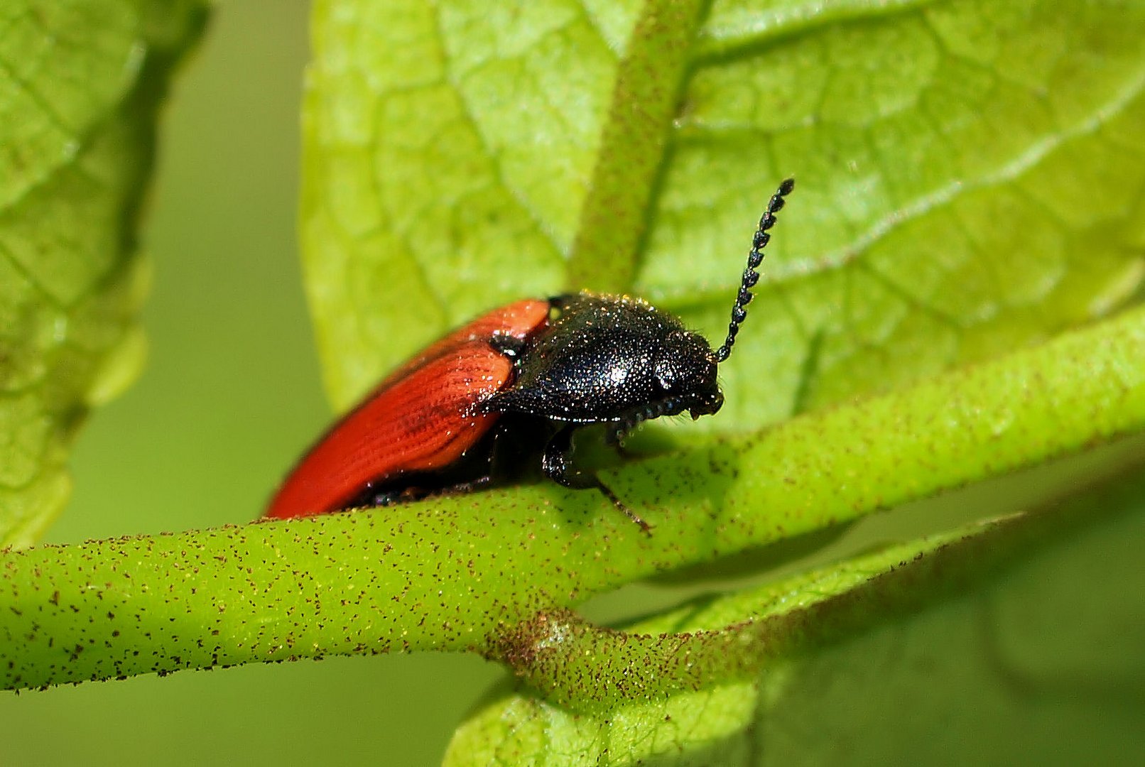 Roter Schnellkäfer...??