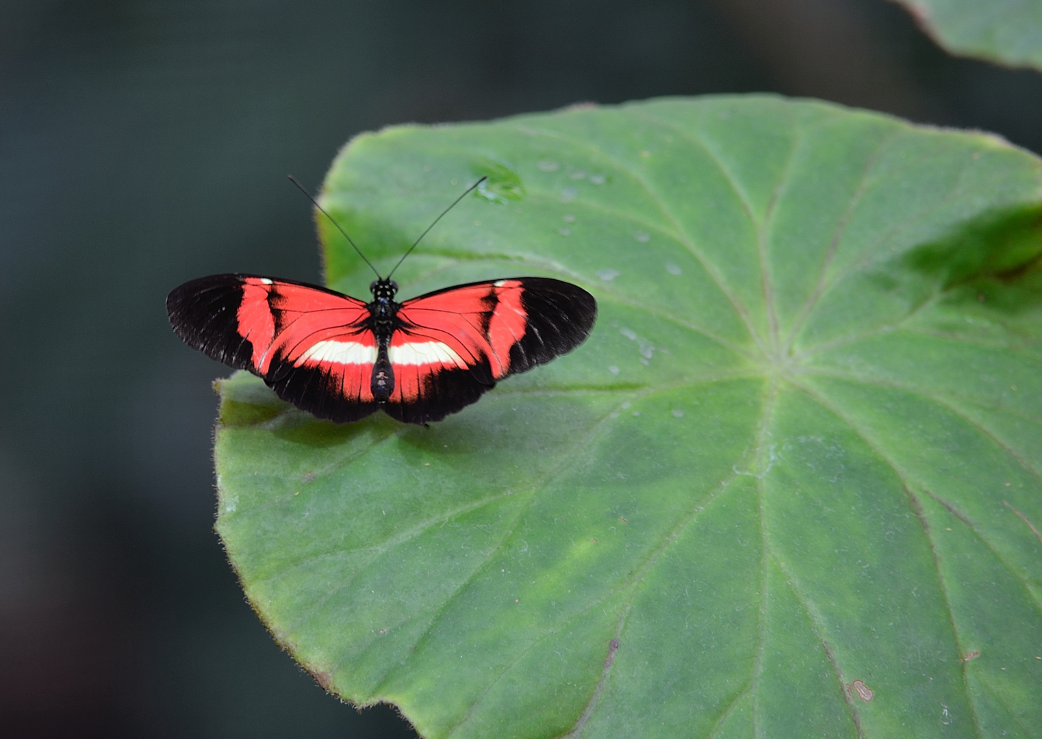 Roter Schnetterling